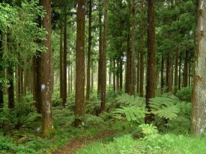 Formation travaux forestier - LEAFP Claude Mercier