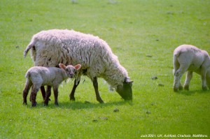 CAPA prodution agricole animaux