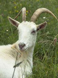 Bac pro spécialité production animale : caprin, bovin, ovin...