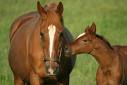 BEPA élevage du cheval CFA Louis Giraud à Carpentras BEPA élevage du cheval CFA Louis Giraud à Carpentras